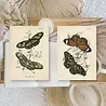 Plan & Plot Studio Butterflies Ephemera Paper (7,4x10,5 cm) (EP-A7-006) Plan & Plot Studio Butterflies Ephemera Paper (7,4x10,5 cm) (EP-A7-006)
