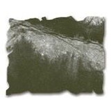 Ranger Distress Ink Reinker Forest Moss (TIM27256)