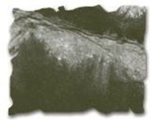 Ranger Distress Ink Reinker Forest Moss (TIM27256) Ranger Distress Ink Reinker Forest Moss (TIM27256)