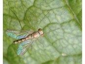 Nematodes Steinernema (5 million)