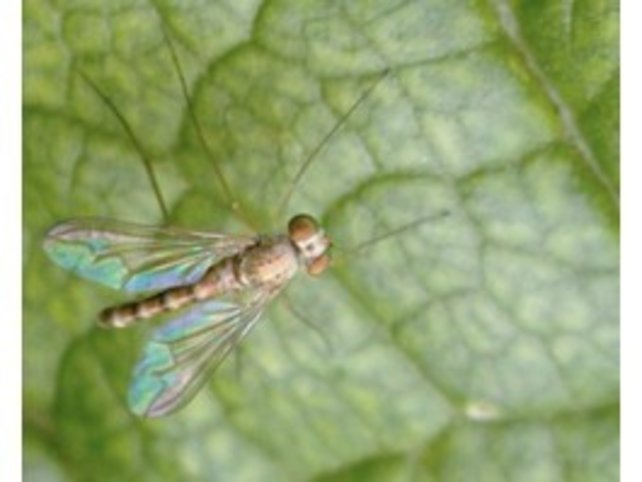 Nematoden Steinernema (5 miljoen)