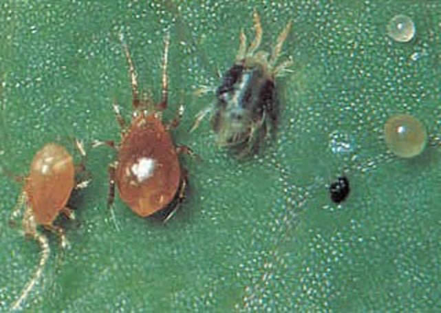 Complete Guide to Spider Mites - Pest Prophet Blog Spider mites, Mites, Pests