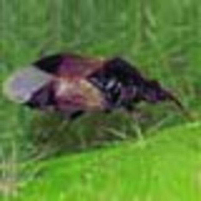 Roofwants Orius 100stuks