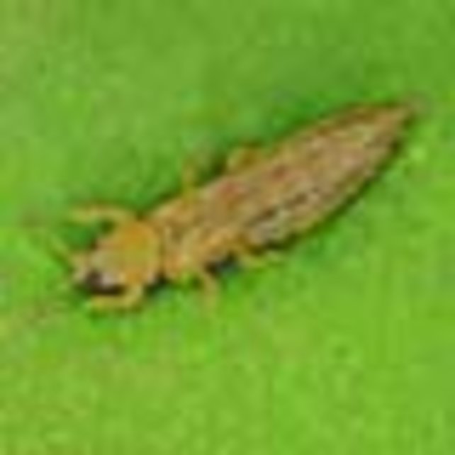 Roofwants Orius 100stuks