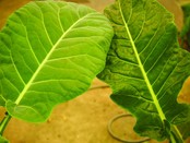 CleanLight Hobby Unit „Haus & Garten“ CleanLight Hobby Unit „Haus & Garten“