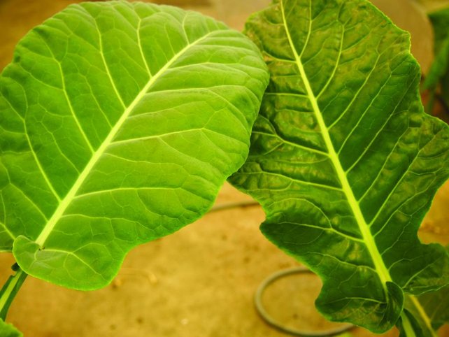 CleanLight Hobby Unit „Haus & Garten“ CleanLight Hobby Unit „Haus & Garten“