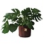 ROOTPOUCH RootPouch BOXER BROWN 45 ltr Ø38x40cm 250gr/m2 10st/bundel