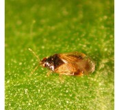 Roofwants Orius 1000stuks