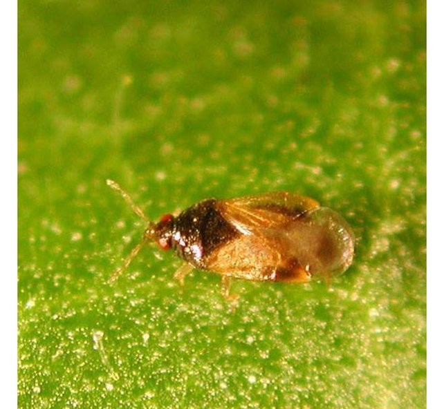 Roofwants Orius 1000stuks