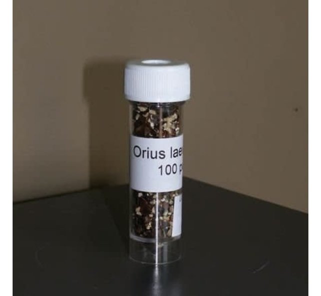 Roofwants Orius 1000stuks