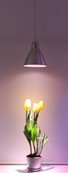 Parus, E27, SUN E06 6Watt, 60° , "warmweiß" für Wachstum und Blüte. Parus, E27, SUN E06 6Watt, 60° , "warmweiß" für Wachstum und Blüte.