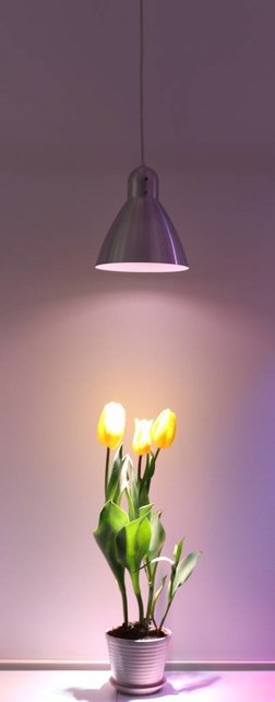 Parus, E27, FLOWERING B-18, 18Watt, 130°, voor profess. BLOEI-stimulatie(bijverlichting)