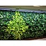 Parus PARUS, Linear-Spot-LED GREENWALL "Grow White" 90cm , 120°, 30Watt, tbv Living-Wall 240cm hoog