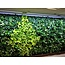 Parus PARUS, Linear-Spot-LED GREENWALL "Grow White" 60cm, 120°, 20Watt, for Living-Wall 240cm high