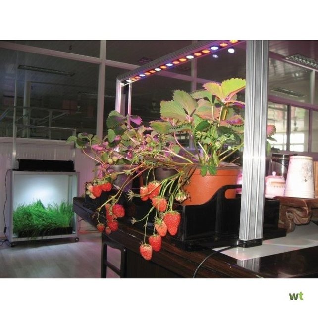 Parus M30 PRO Mini-farm kweeklamp (groei/bloei)