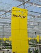Biobest Bug-Scan Catch Strips Gelb 10 Stück