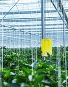 Biobest Bug-Scan Catch Strips Gelb 10 Stück