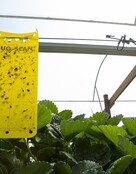 Biobest Bug-Scan Catch Strips Gelb 10 Stück