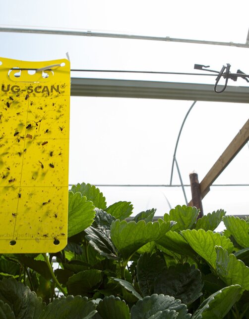 Biobest Bug-Scan Vangstrips Geel 10 Stuks