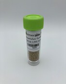 Raubmilbe 1000 Stück gegen Spinnmilben (nur Karte)