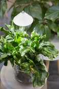 Parus, PotLed iSun-Pole 7Watt, GROEN Parus, PotLed iSun-Pole 7Watt, GROEN