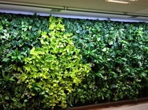 PARUS, Linear-Spot-LED "Grow White" 120cm, 60°, 40Watt, for windowsill/desk