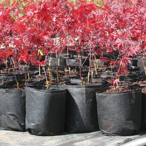 Rootpouch Thin BLACK 1.6 ltr, 50 pcs/bundle, 90gr/m2