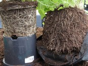 Rootpouch Thin BLACK 2.3 ltr, 50 pcs/bundle, 90gr/m2