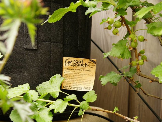 Rootpouch BLACK 3,8 ltr ,25st/bundel, 260gr/m2