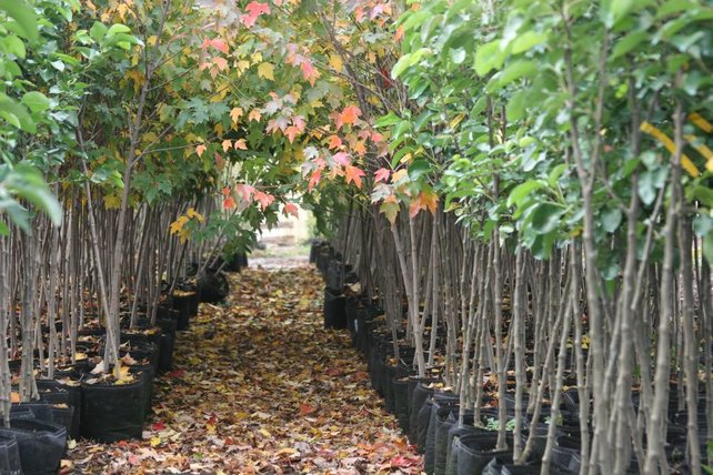 Rootpouch BLACK 16 ltr with HANDLE,10pcs/bundle, 260gr/m2