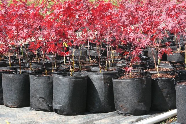 Rootpouch BLACK 56 ltr met HANDVAT,10st/bundel, 260gr/m2 Rootpouch BLACK 56 ltr met HANDVAT,10st/bundel, 260gr/m2