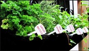 Rootpouch BLACK 56 ltr met HANDVAT,10st/bundel, 260gr/m2 Rootpouch BLACK 56 ltr met HANDVAT,10st/bundel, 260gr/m2