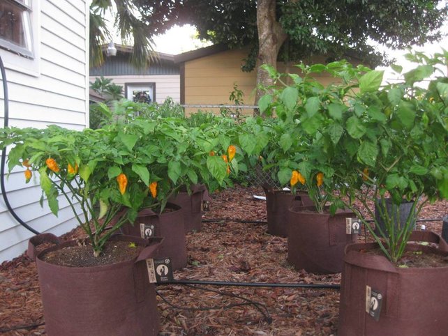 Rootpouch BOXER BROWN ,170 ltr 10pcs/bundle, 260gr/m2