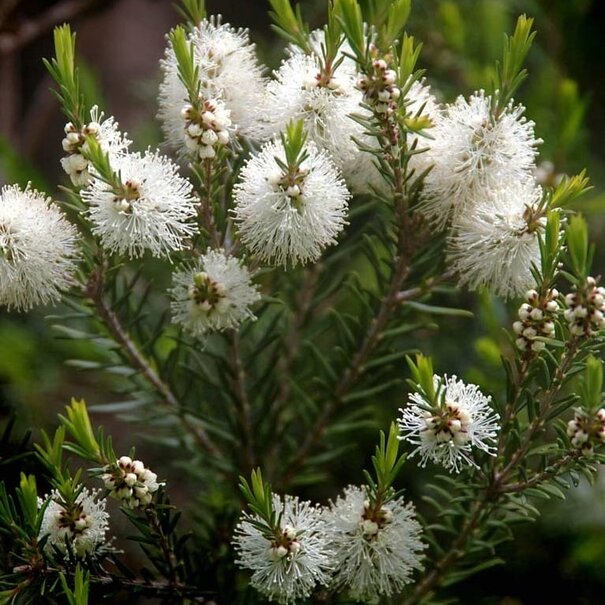 Volatile Tea Tree Balsem 30ML