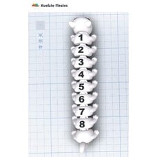 KoelzKidz3D Flexi 7-8 segmenten