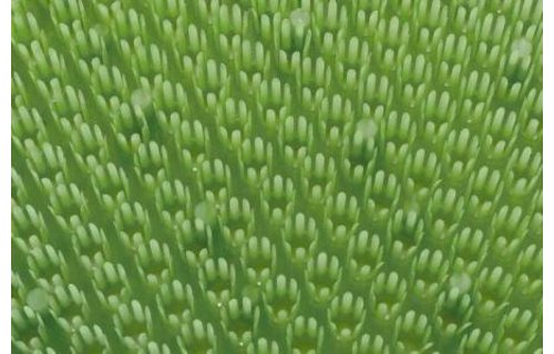 Deurmat Trendy Limoen Groen "Grasmat" 40x60 cm.