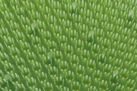 Deurmat Trendy Limoen Groen "Grasmat" 40x60 cm.