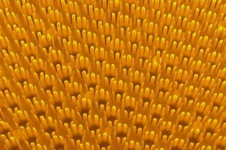 Deurmat Trendy Mandarine "Grasmat" 40x60 cm. Deurmat Trendy Mandarine "Grasmat" 40x60 cm.