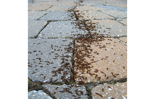 Mierenlokdozen 3 + 1 gratis - 10 g