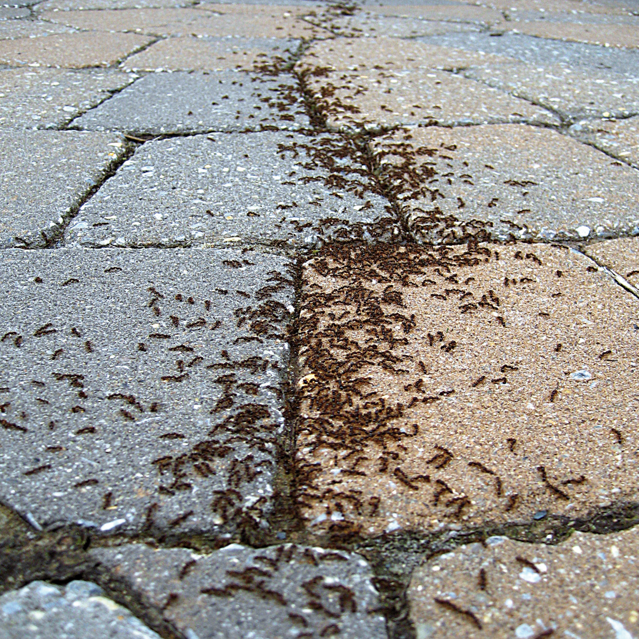 Mierenlokdozen 3 + 1 gratis - 10 g