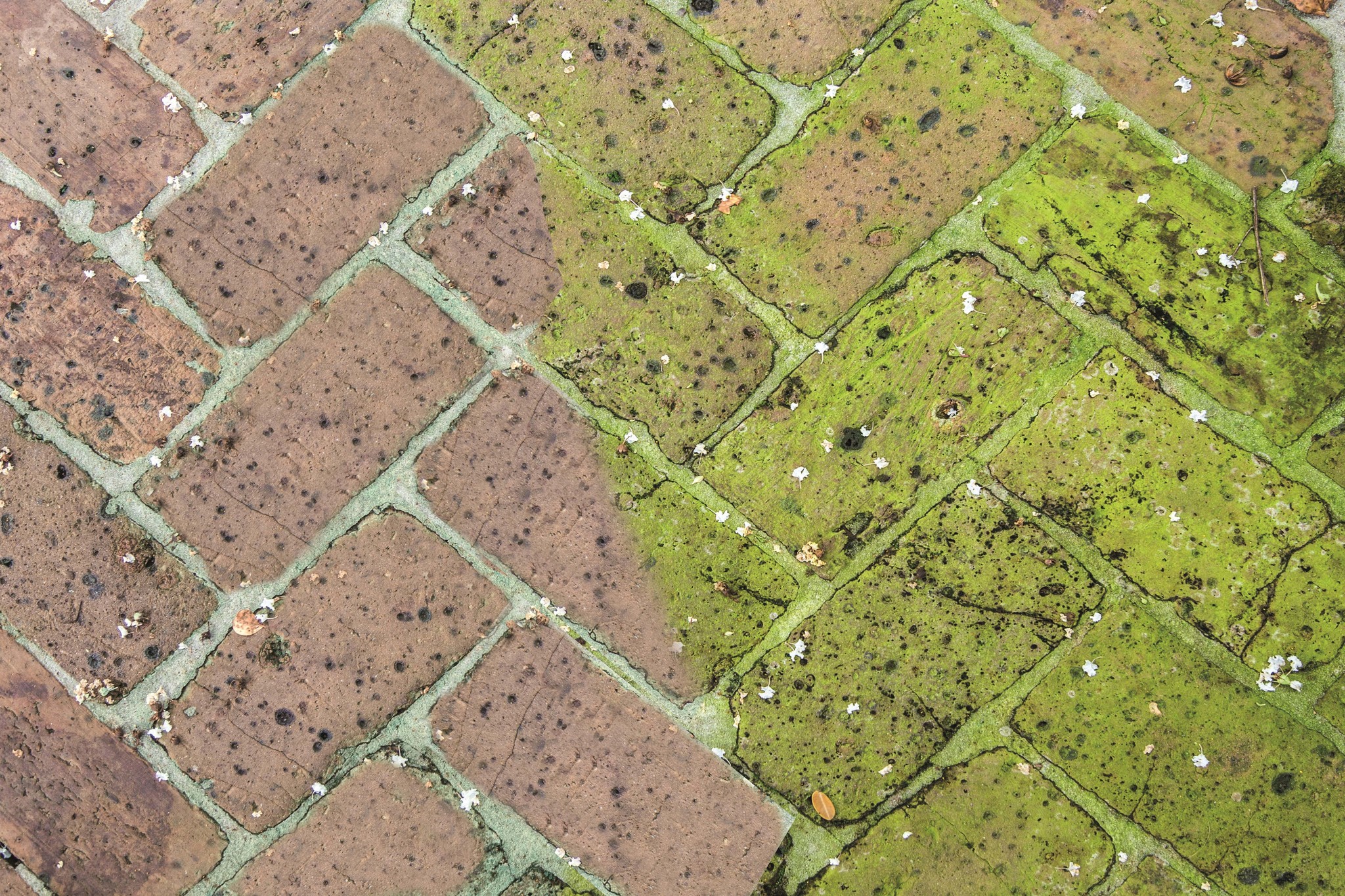 Green kill  5 l  -  Gebruiksklare Groene aanslagreiniger