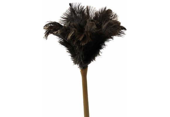 Struisvogel Plumeau dikke steel