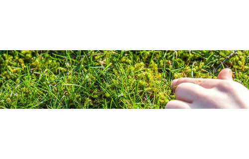 MossOff  Gazon  -  5 L