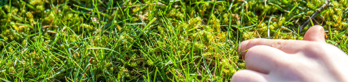 MossOff  Gazon  -  5 L MossOff  Gazon  -  5 L