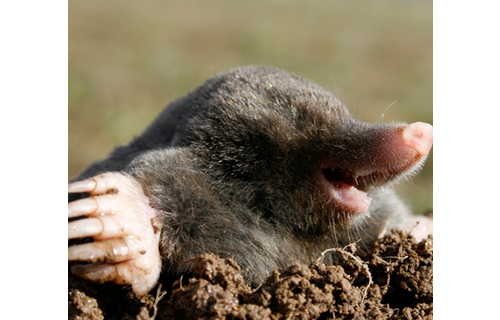 Mollen Weg Geurzakjes - 50 st Mollen Weg Geurzakjes - 50 st