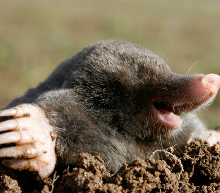 Mollen Weg Geurzakjes - 50 st Mollen Weg Geurzakjes - 50 st