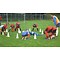 Soccer ABF Recreational Soccer: Ages 10-13 (Grade 5 to Grade 7)
