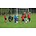 Soccer ABF Recreational Soccer: Ages 9 -12