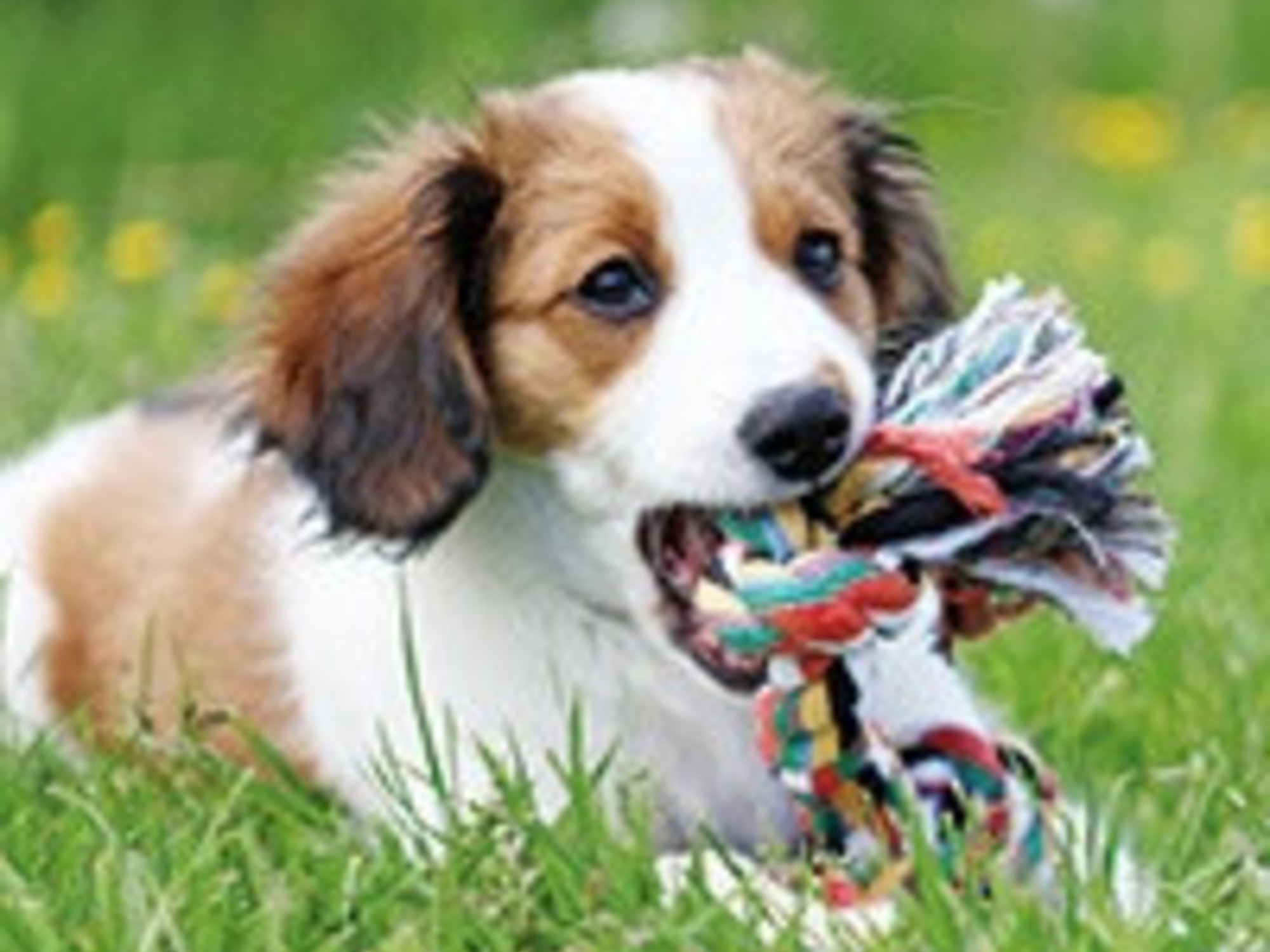 gangpad Verslaving Vervelend Hondenspeeltjes die niet stuk gaan, advies en aanschaf - Pets Gifts