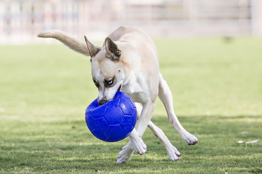 In detail Penetratie opschorten Jolly Pets Honden Voetbal - Pets Gifts